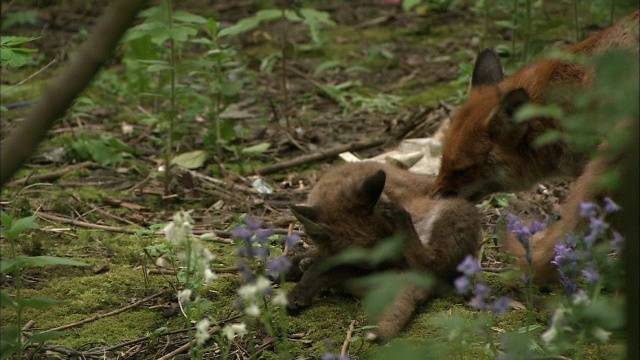 红狐狸(Vulpes Vulpes)在花园，苏格兰格拉斯哥的幼犬视频素材