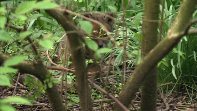 红狐狸(Vulpes Vulpes)幼仔在苏格兰格拉斯哥的林地里奔跑视频素材