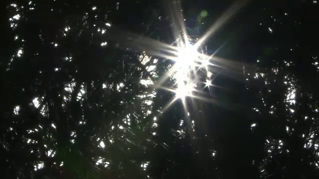英国诺福克郡乡间小路，阳光穿过树枝视频素材
