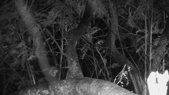 棕色大羚羊从树枝上跳起来，爬过树枝。视频素材