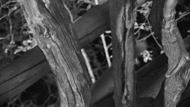 棕色大加拉哥爬下树。视频素材