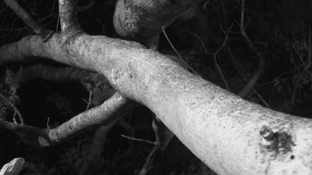 棕色大加拉戈爬过树枝，凝视着摄像机。视频素材