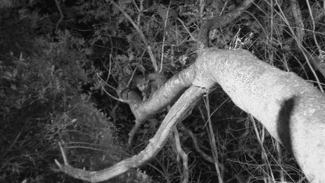 棕色大加拉戈沿着树枝跑，然后返回并注视着镜头。视频下载