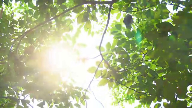 阳光透过树枝透过树叶。4 k的格式视频素材