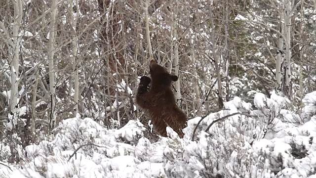 这是一只灰熊在暴风雪中站着吃白杨树皮的照片视频下载