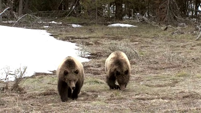 MS拍摄到两只小熊直接奔向镜头，背景是雪视频下载
