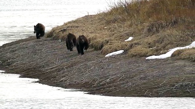 WS拍摄到三只小灰熊直接奔向镜头，背景是雪和水视频下载