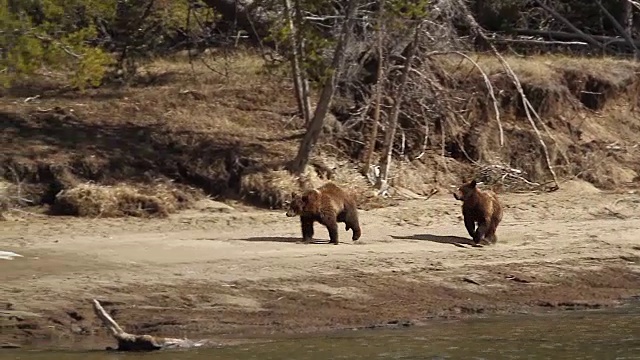 WS拍摄到两只灰熊幼崽直接奔向镜头，背景是雪视频下载