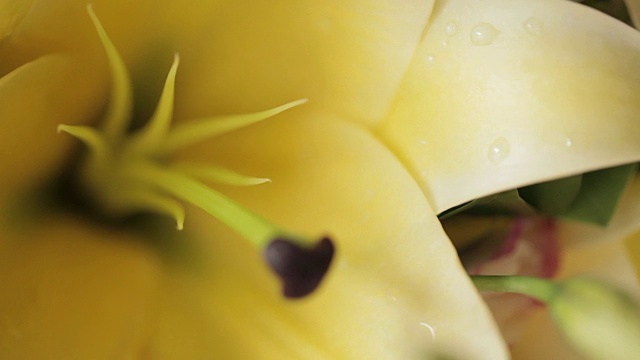 近摄于一朵美丽的黄色花的柱头和雄蕊。视频下载