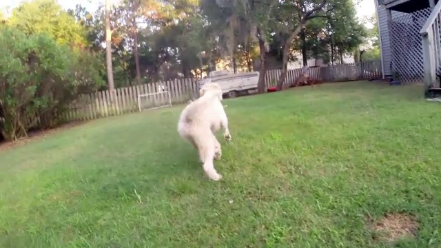 好奇的狗嗅出了相机，跑开了视频素材