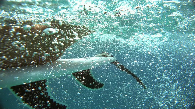 慢镜头近景女子躺在冲浪板下的水面/塔希提岛视频素材