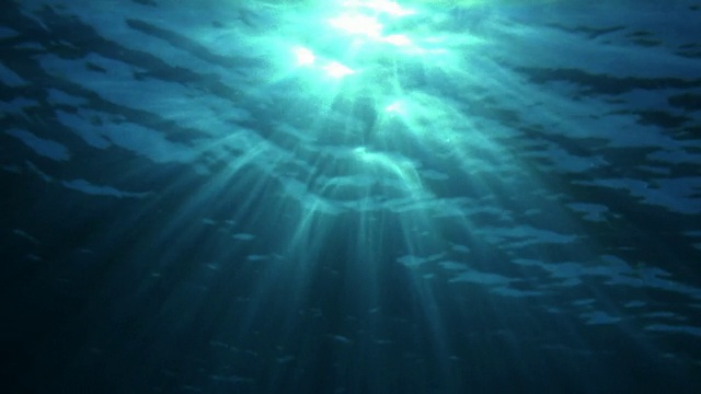低角度广角阳光穿透水面/塔希提岛，法国波利尼西亚视频素材