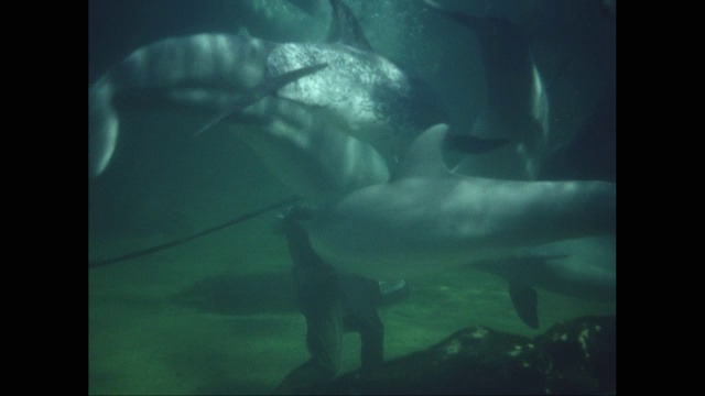潜水员站在海床上喂海豚和海龟/美国视频下载