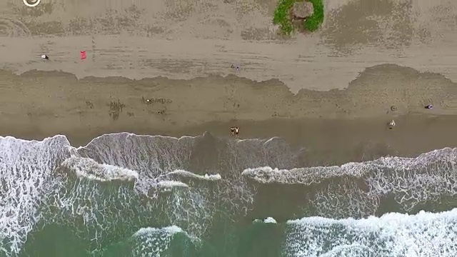 夫妇在海滩。空中射击。视频下载