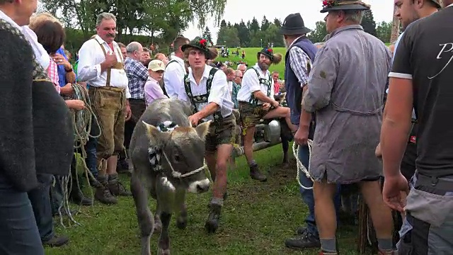 维赫沙伊德，德国巴伐利亚州斯瓦比亚的奥伯麦塞尔斯坦，一年一度的把牛从夏山牧场驱赶到山谷视频素材