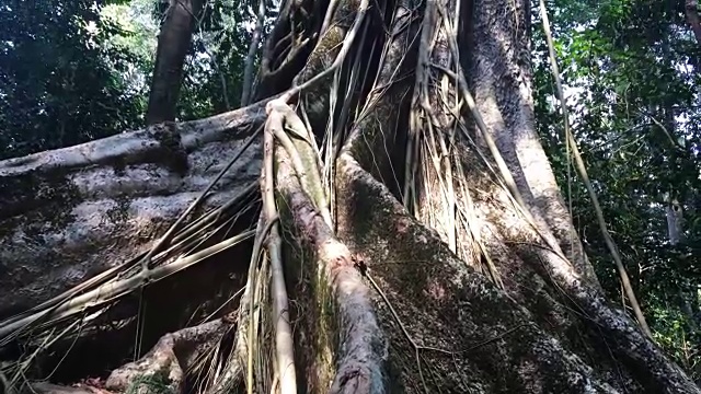 倾斜拍摄的榕树在森林视频下载
