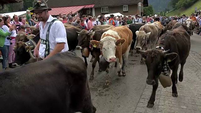 维赫沙伊德，德国巴伐利亚州斯瓦比亚的奥伯麦塞尔斯坦，一年一度的把牛从夏山牧场驱赶到山谷视频下载