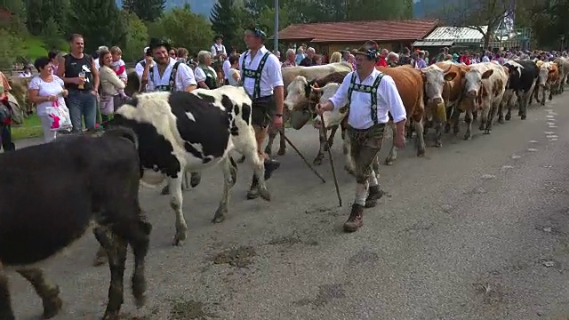 维赫沙伊德，德国巴伐利亚州斯瓦比亚的奥伯麦塞尔斯坦，一年一度的把牛从夏山牧场驱赶到山谷视频素材