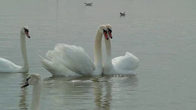 湖边的一对恩爱的天鹅夫妇视频下载