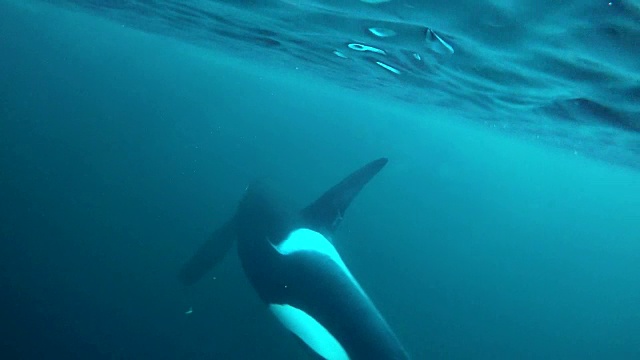 挪威北部卡尔德峡湾地区，一只雄性虎鲸在镜头前吃鲱鱼。视频素材