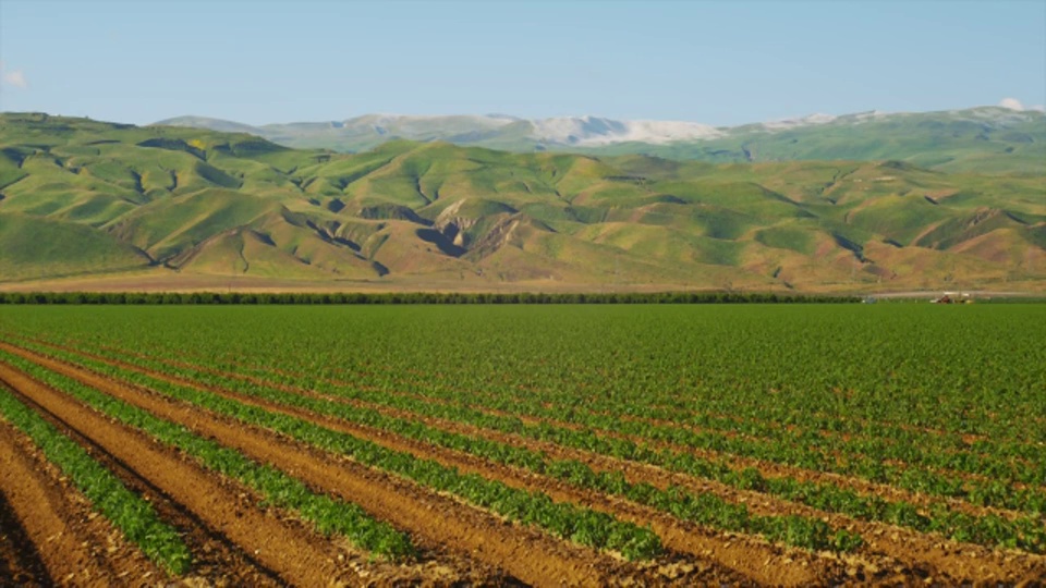 西红柿在加利福尼亚连绵起伏的山脚下的田地里成熟。视频下载