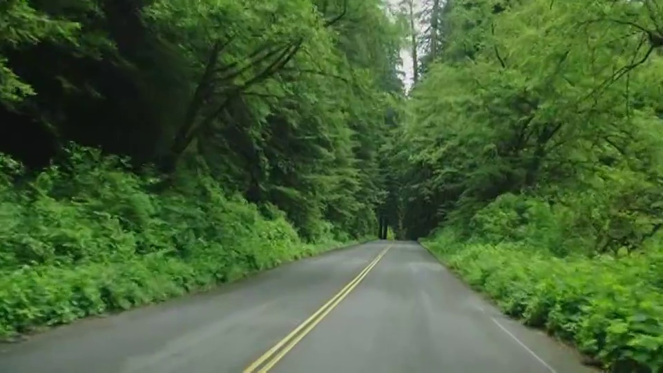 茂密的森林耸立在红木国家公园的一条路上。视频下载