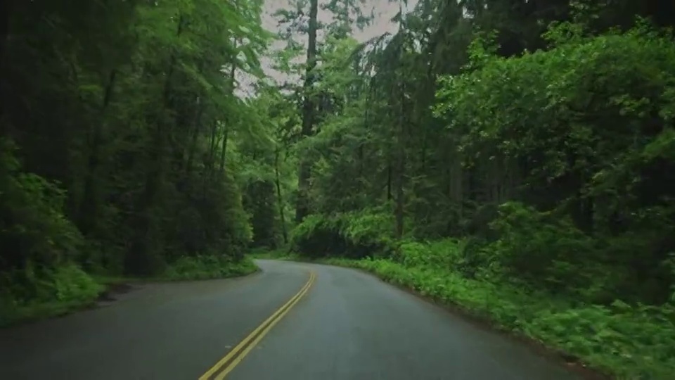 茂密的森林耸立在红木国家公园的一条路上。视频下载
