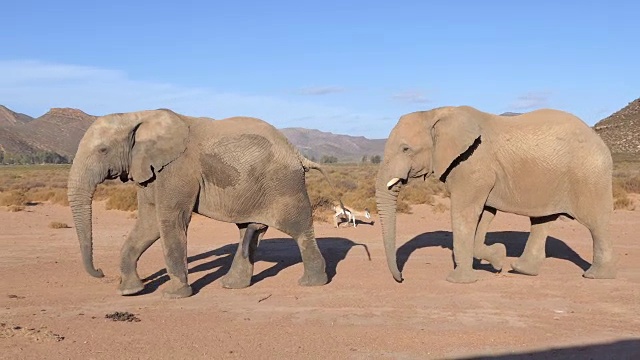 母象用她的鼻子取悦她的雄象伴侣视频下载