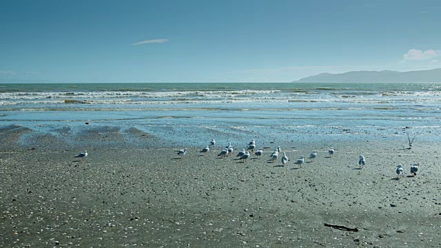 新西兰海鸟视频下载