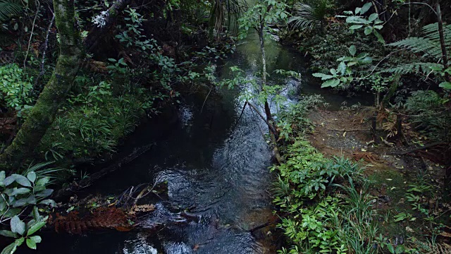 流经新西兰森林视频下载