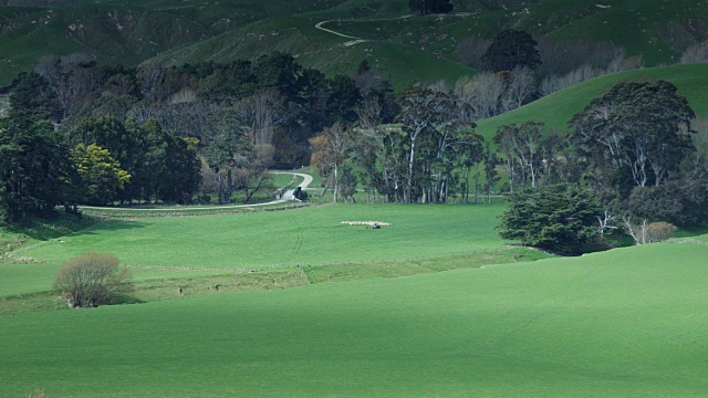 新西兰乡村景观中的牧羊视频下载
