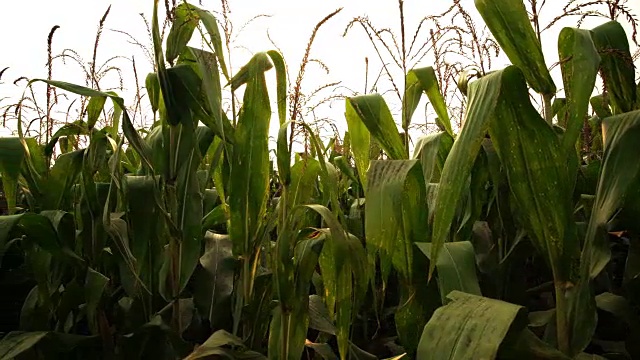 玉米农场。视频素材