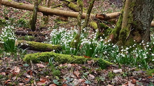 德国巴伐利亚的森林里，春天的雪花视频素材