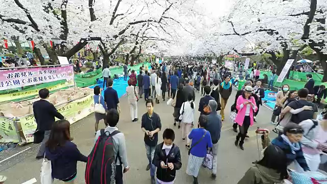 东京的樱花节视频素材