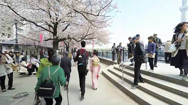 东京的樱花节视频下载