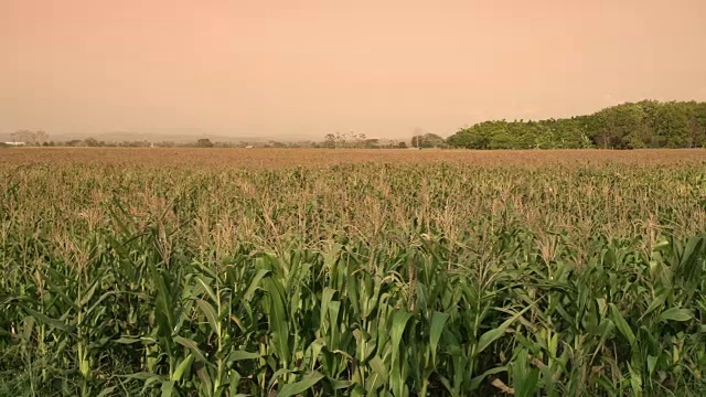 玉米农场视频素材