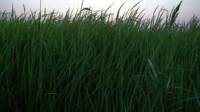 水稻农场视频下载