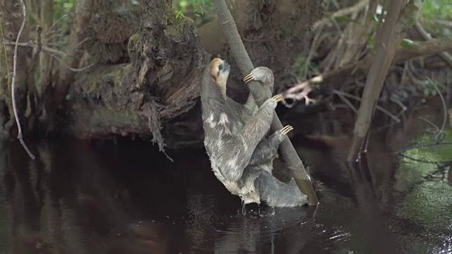 树懒从水里爬出来，爬到树上。热带雨林视频素材