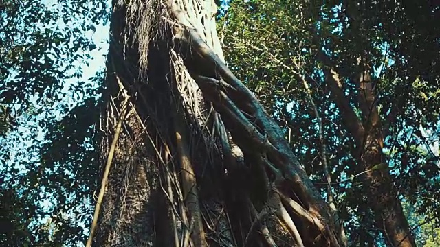 倾斜拍摄的榕树在森林视频下载