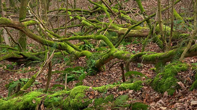 德国莱茵兰-普法尔茨萨尔堡森林中的枯木视频下载