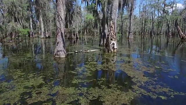 飞到原木上的海龟-无人机空中4K湿地，沼泽河口与野生动物鳄鱼筑巢的朱鹭，蛇眼镜蛇，鸬鹚，雪鹭，鹭，鹰，鹰，柏树工作4K自然/野生动物/气象无人机空中视频视频素材