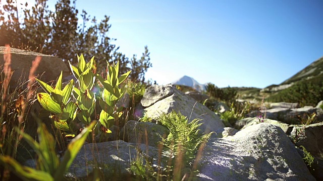美丽的皮林国家公园的早晨。有选择性的重点。视频下载