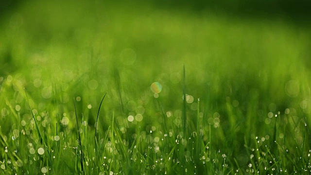 德国巴伐利亚，春天清晨的草地上有露珠视频素材