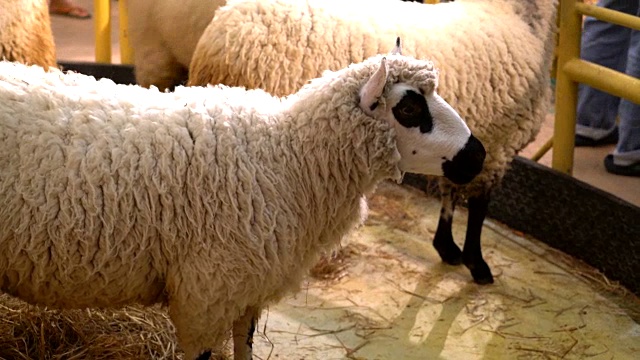 羊视频素材