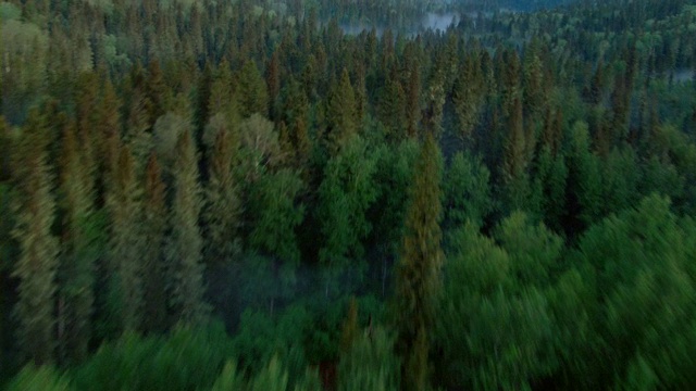 阿萨巴斯卡河蜿蜒穿过北方针叶林，雾气笼罩在河上。视频素材