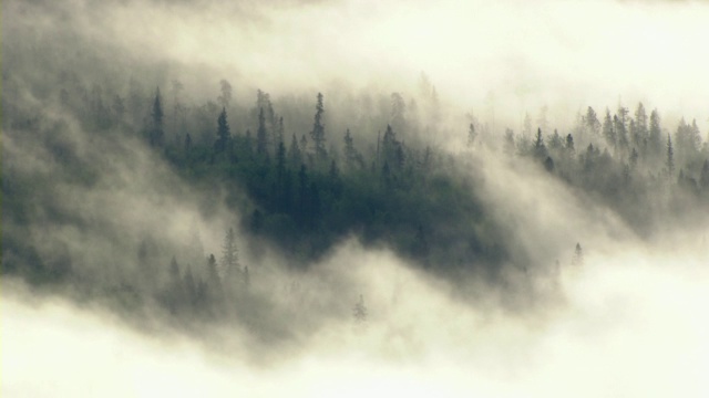 浓雾笼罩着加拿大阿尔伯塔省的北方针叶林。视频素材