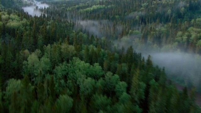 阿萨巴斯卡河蜿蜒穿过北方针叶林，雾气笼罩在河上。视频素材