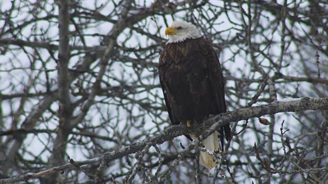 白头鹰坐在雪地里的树上，环顾四周视频素材