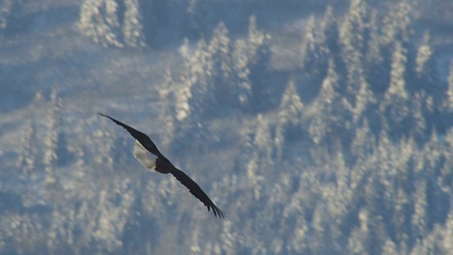 白头鹰在白雪皑皑的树林中盘旋、滑翔视频素材