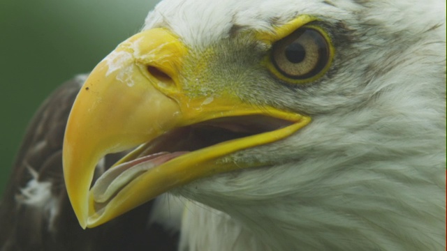 ECU白头鹰的羽毛，然后喙和眼睛，因为它向上看视频素材